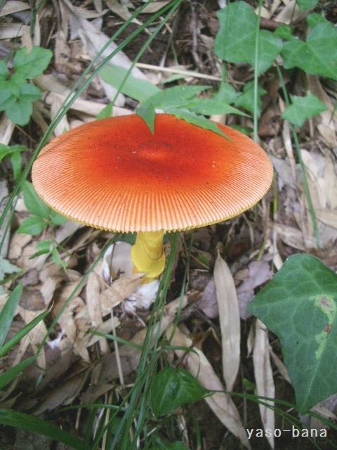 e0025300_11432160.jpg