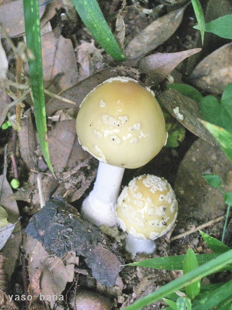 e0025300_1143339.jpg