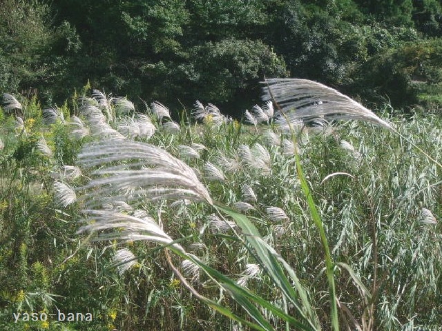 e0025300_1191228.jpg