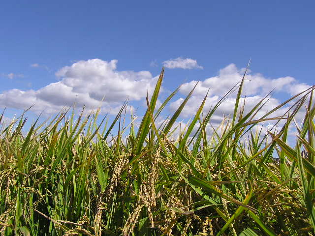 c0248013_15443524.jpg