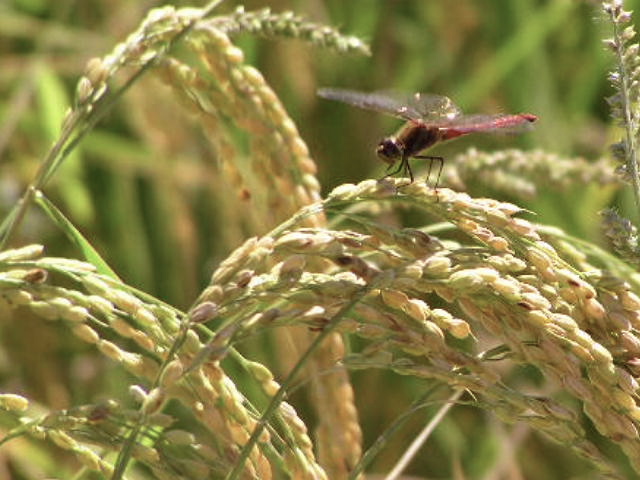 c0248013_1611557.jpg
