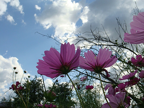 b0068423_20291574.jpg