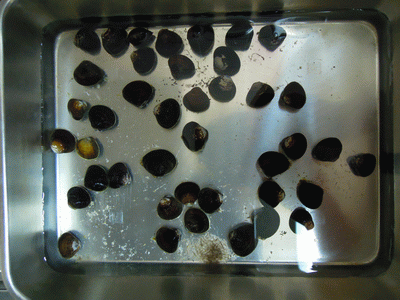 e0098223_8532962.gif