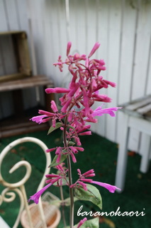 b0200240_1745539.jpg