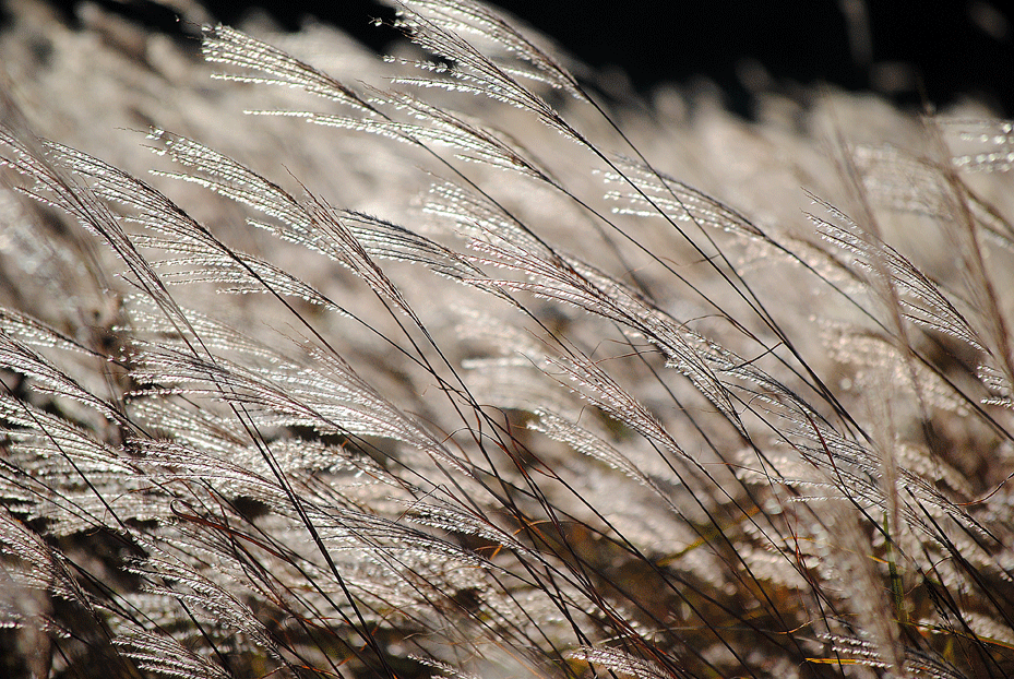a0001354_2023548.gif