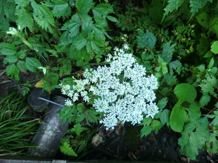 b0185573_1744759.jpg