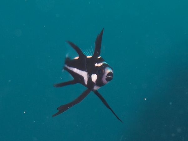 f0200373_1711381.jpg