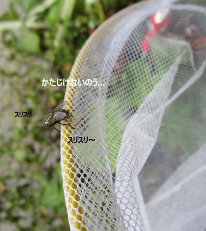 d0264176_1241522.jpg