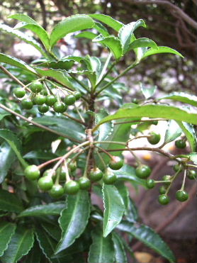 f0039281_10102294.jpg