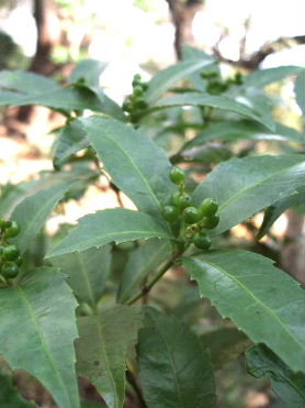 f0039281_1010756.jpg