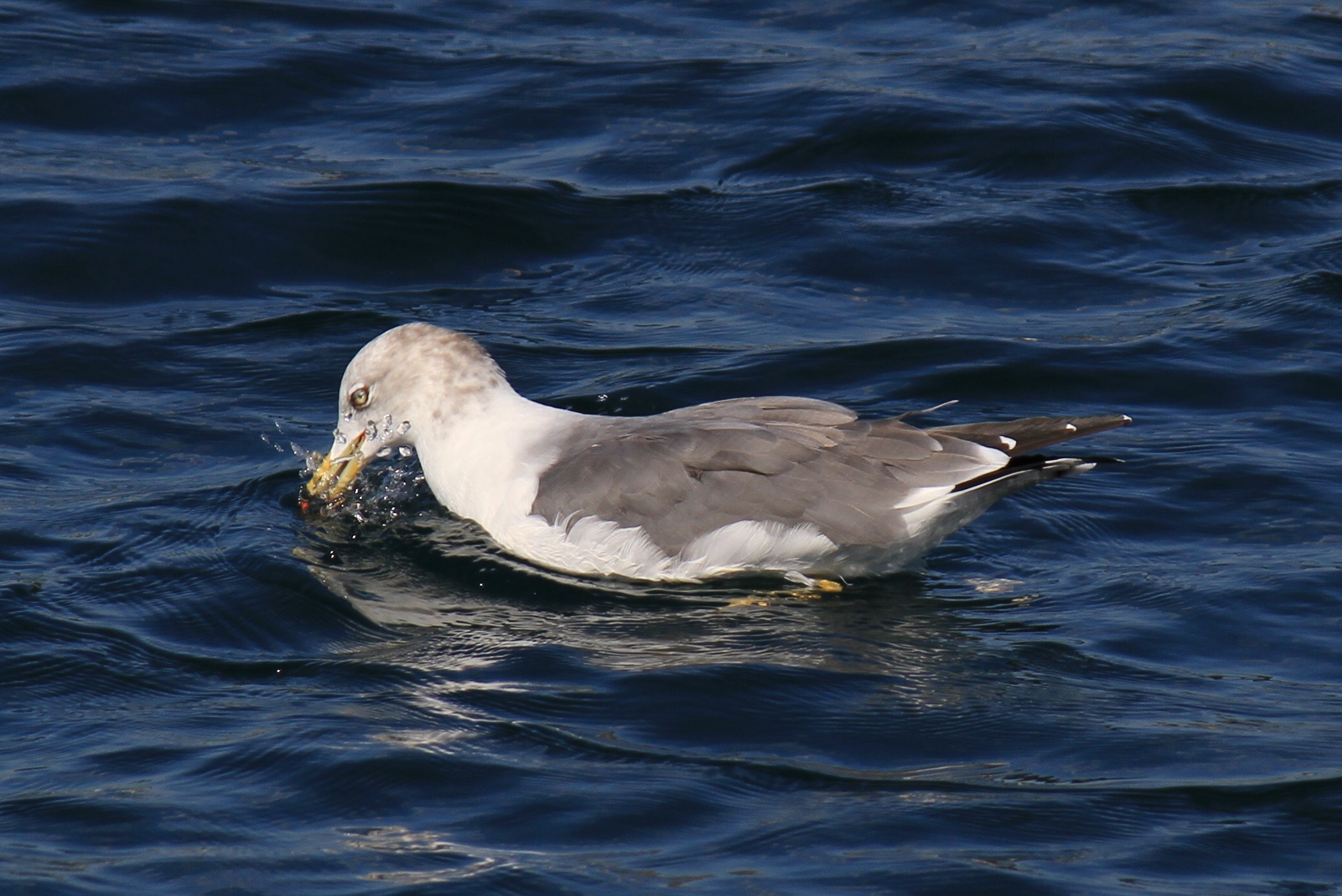 e0197884_922939.jpg