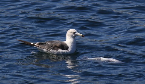 e0197884_926417.jpg