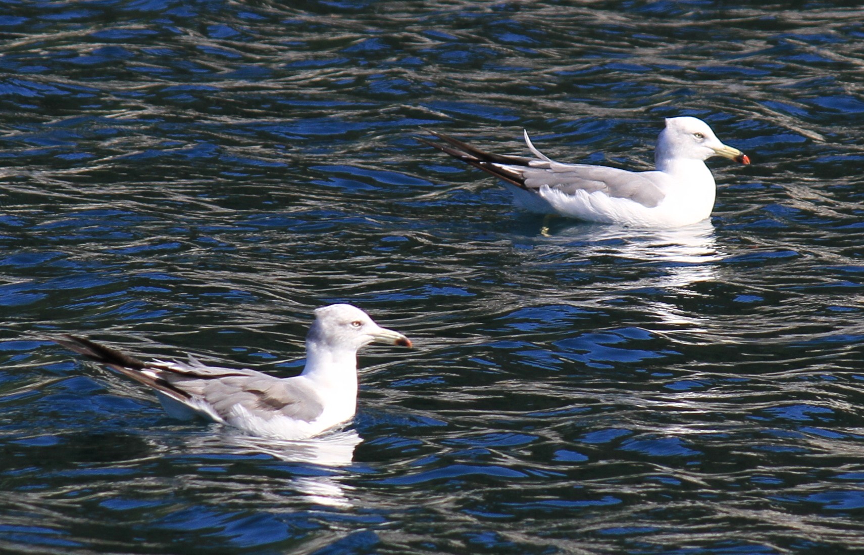 e0197884_9543145.jpg