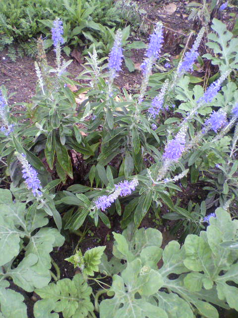 b0257387_22125977.jpg
