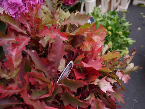 c0090198_2103852.jpg