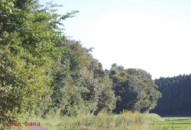 e0025300_1339466.jpg