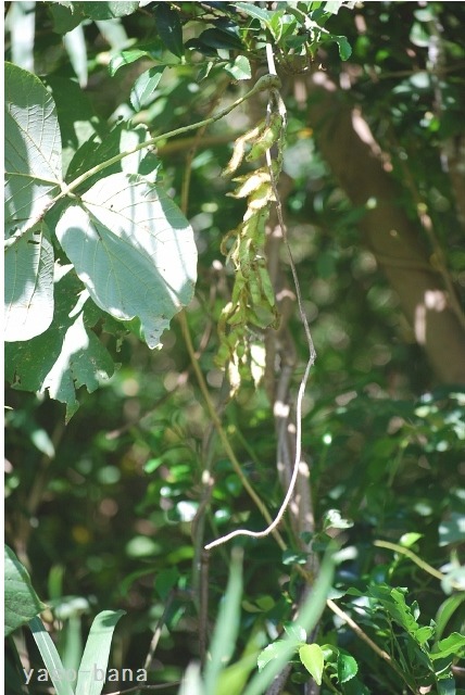 e0025300_13404078.jpg