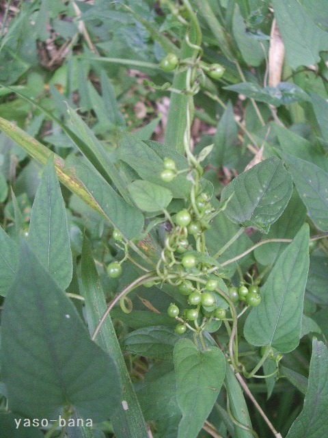 e0025300_13435756.jpg