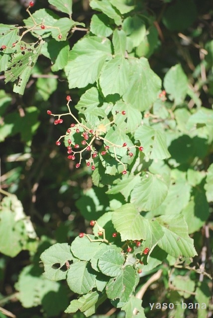 e0025300_13444462.jpg