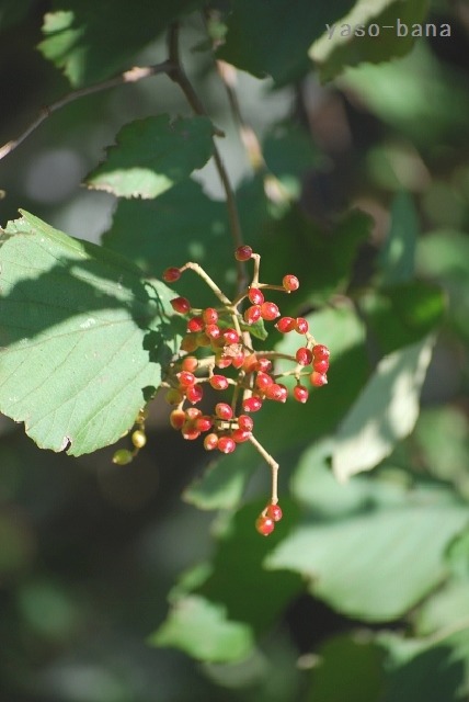 e0025300_1347152.jpg