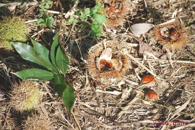 e0025300_13522383.jpg