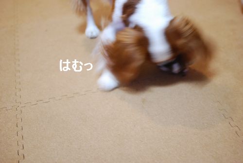 f0214121_22122413.jpg