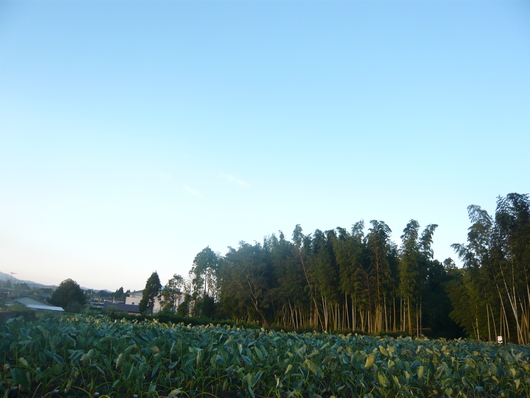 a0206332_8232730.jpg