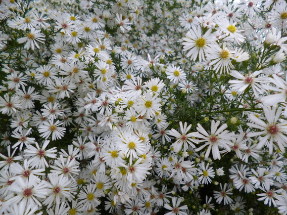 c0233141_1152198.jpg