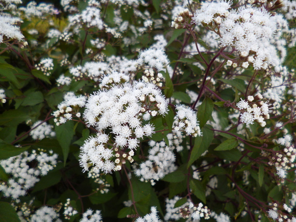 c0233141_11594056.jpg