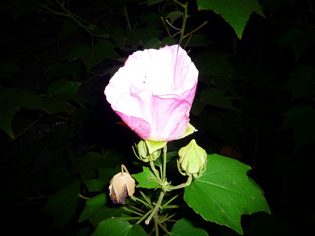 b0021251_16514990.jpg