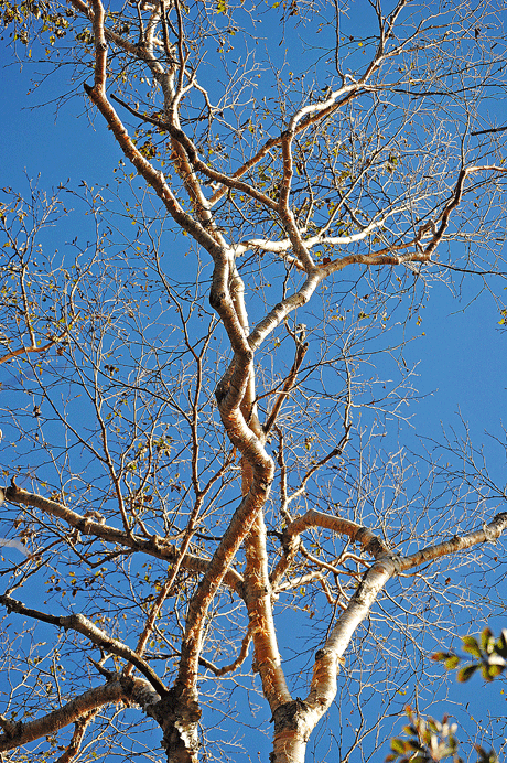 a0001354_22231780.gif