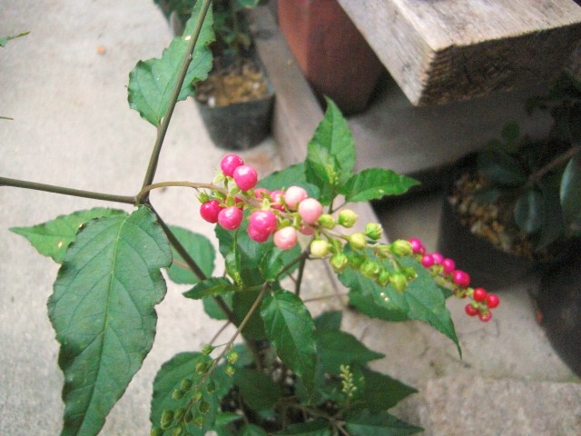 b0119969_20265810.jpg