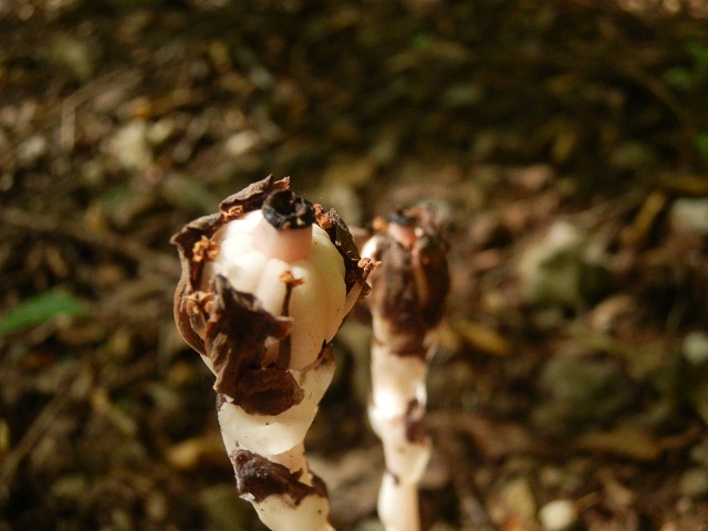 c0042869_19211396.jpg