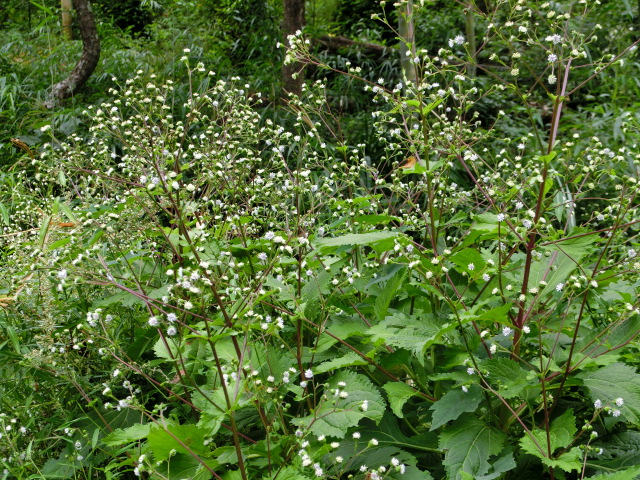 d0269886_0433629.jpg