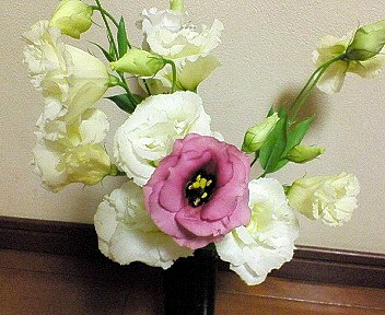 c0014187_04428.jpg