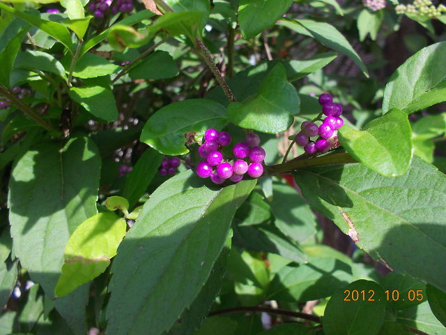 a0007388_9323190.jpg