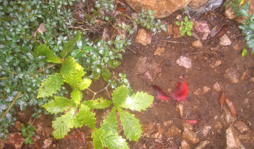 b0099994_1159573.jpg