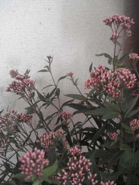 e0110719_1055433.jpg
