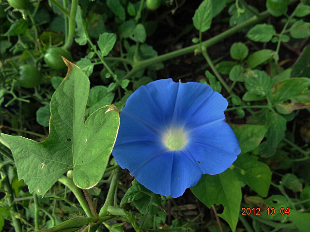 b0012636_9122843.jpg