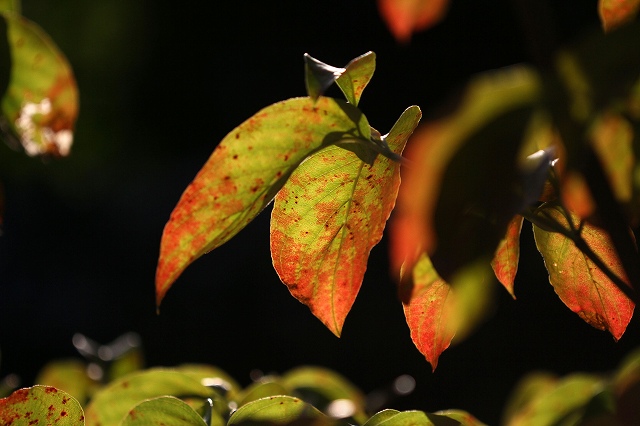 a0242438_17224234.jpg