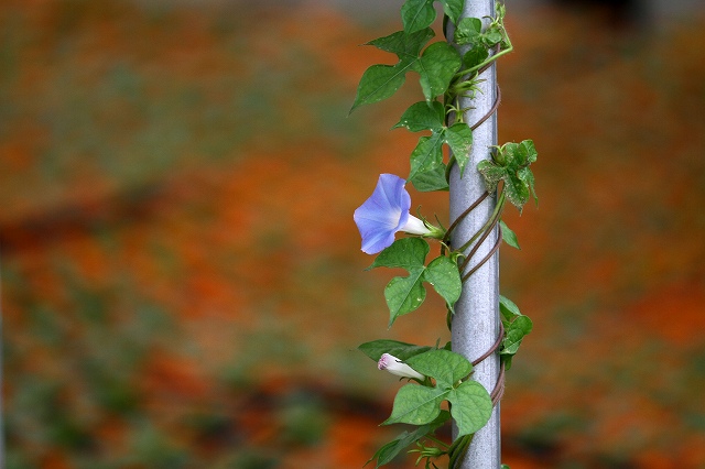 a0242438_17251497.jpg