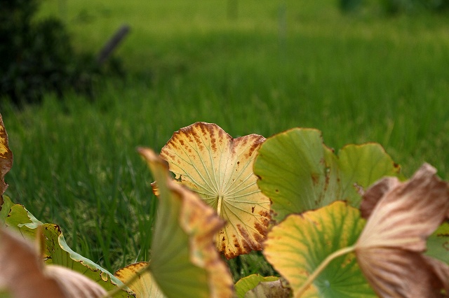 a0242438_17323151.jpg