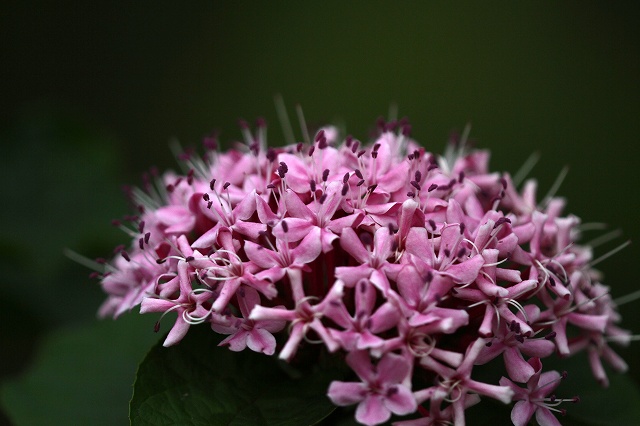 a0242438_17333321.jpg