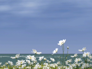 e0002676_2294737.gif