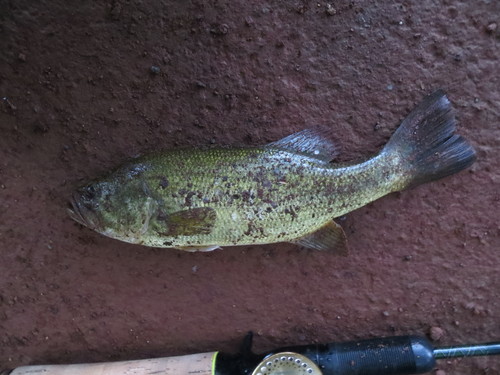 b0121015_1726925.jpg