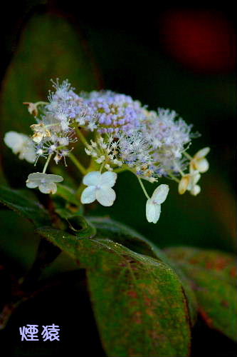 f0212217_7595751.jpg