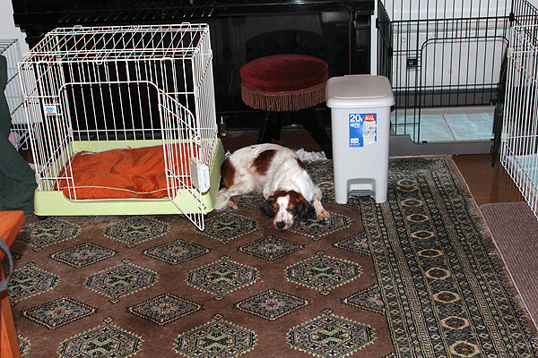 b0066826_11271472.gif