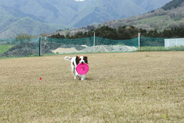 b0066826_11305020.gif