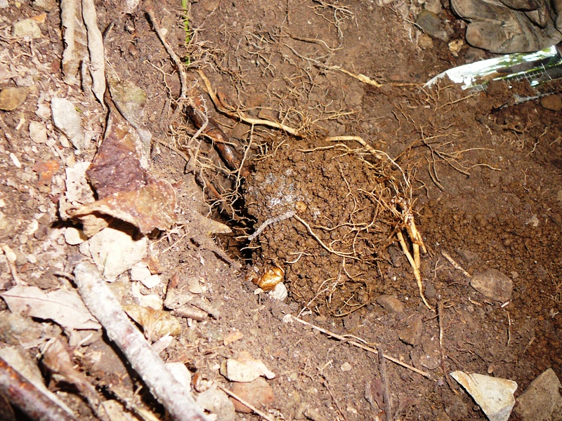 d0024426_1157533.jpg