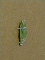 a0035766_21495721.jpg